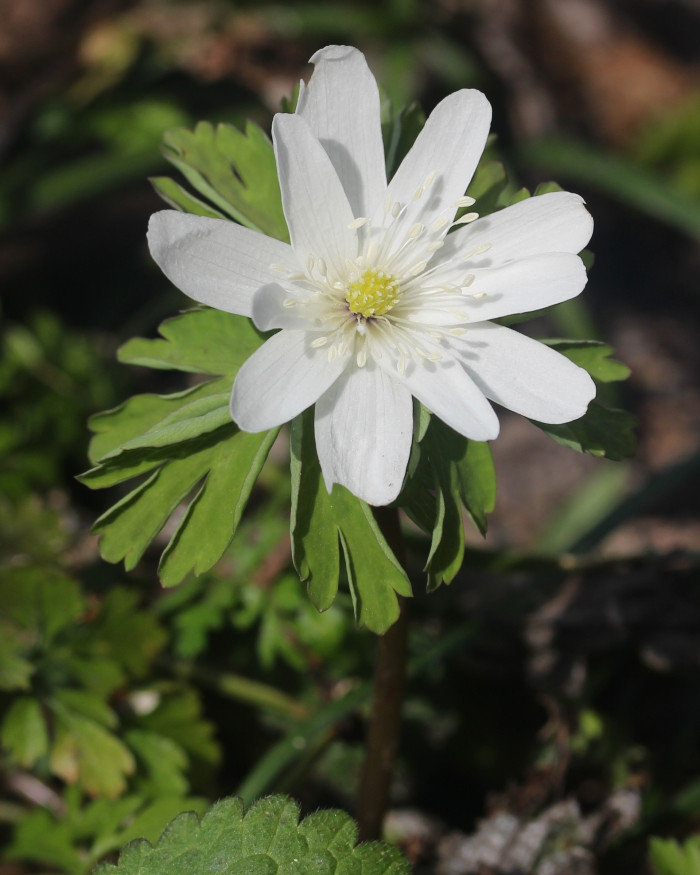 꿩의바람꽃 - Anemone raddeana Regel