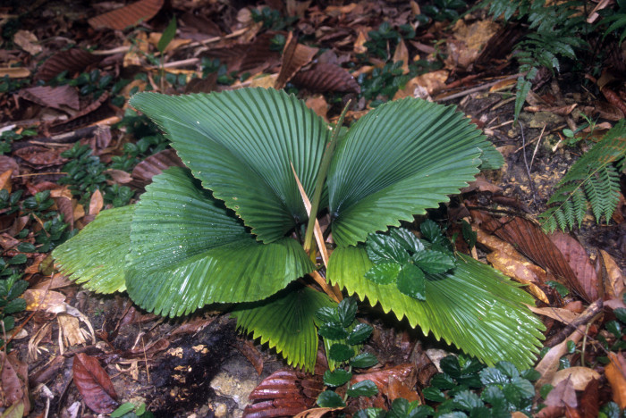 파라솔야자 - Parasol Palm, Licuala orbicularis