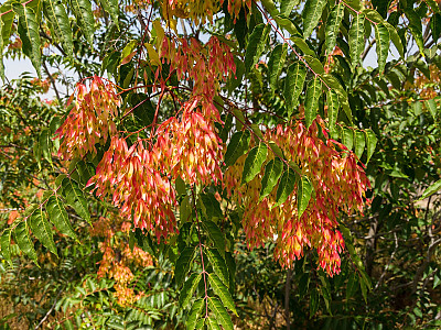 가죽나무 사진 - Ailanthus altissima (Mill.) Swingle for. altissima Photos