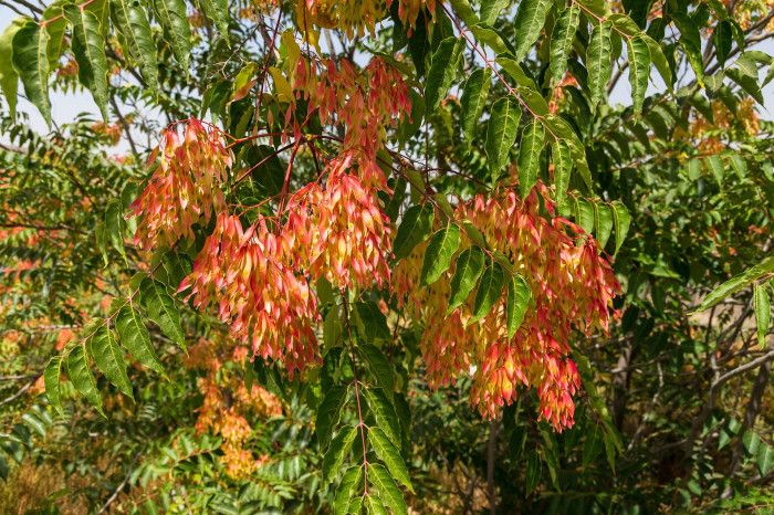 가죽나무 - Tree of Heaven, Ailanthus altissima (Mill.) Swingle for. altissima