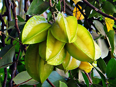 스타후르츠 사진 - Averrhoa carambola L. Photos