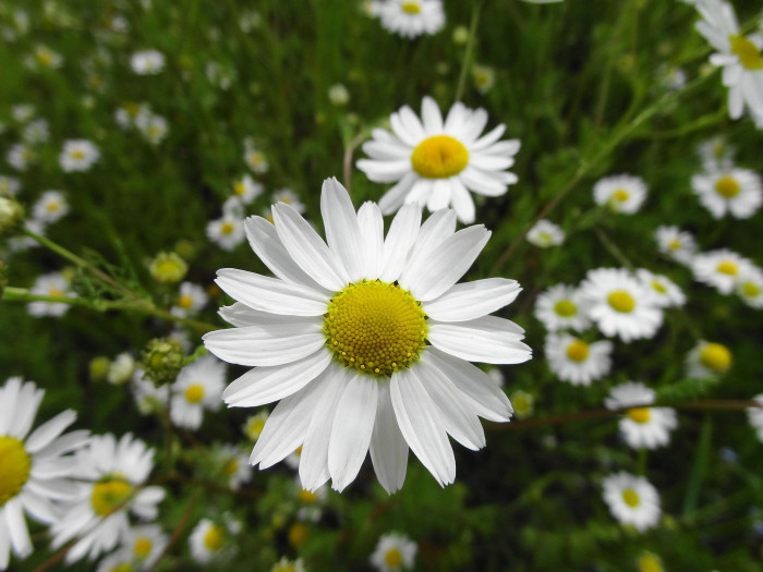 길뚝개꽃 - Anthemis arvensis L.