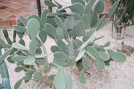 은세계 - Opuntia leucotricha Dc.