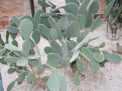 은세계 사진 - Opuntia leucotricha Dc. Photos