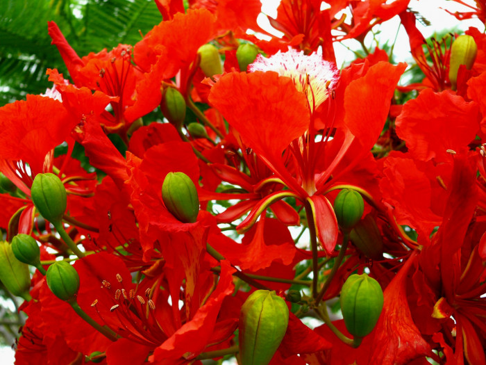 봉황목 - Flamboyant Tree, Flame Tree, Delonix regia