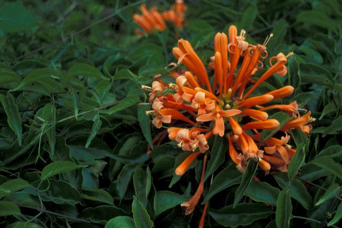 파장화 - Flame vine, Orange trumpet creeper, Pyrostegia venusta