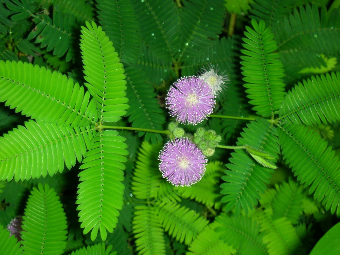 미모사 - Minosa pudica L.