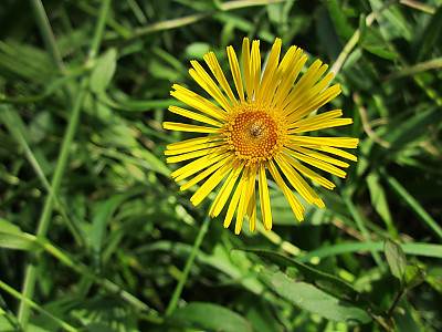 가는금불초 사진 - Inula britannica var. linariifolia (Turcz.) Regel Photos