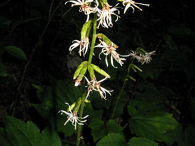 가야단풍취 사진 - Ainsliaea acerifolia var. subapoda Nakai Photos