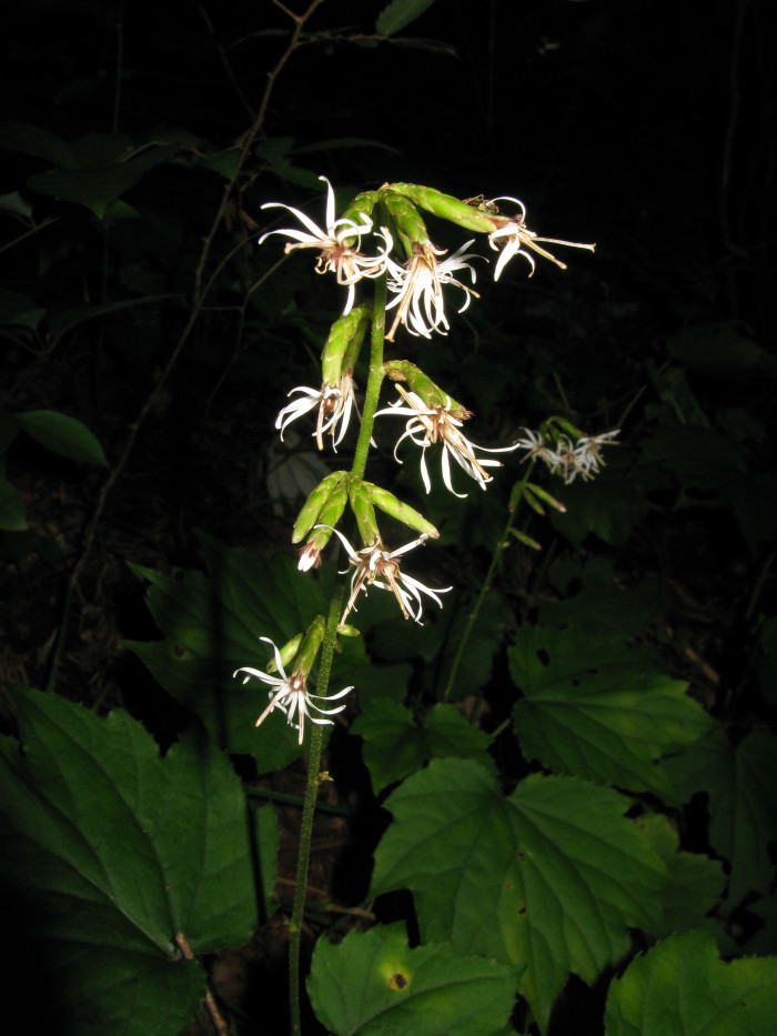 가야단풍취 - Ainsliaea acerifolia var. subapoda Nakai