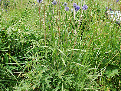 절굿대 사진 - Echinops setifer Iljin Photos