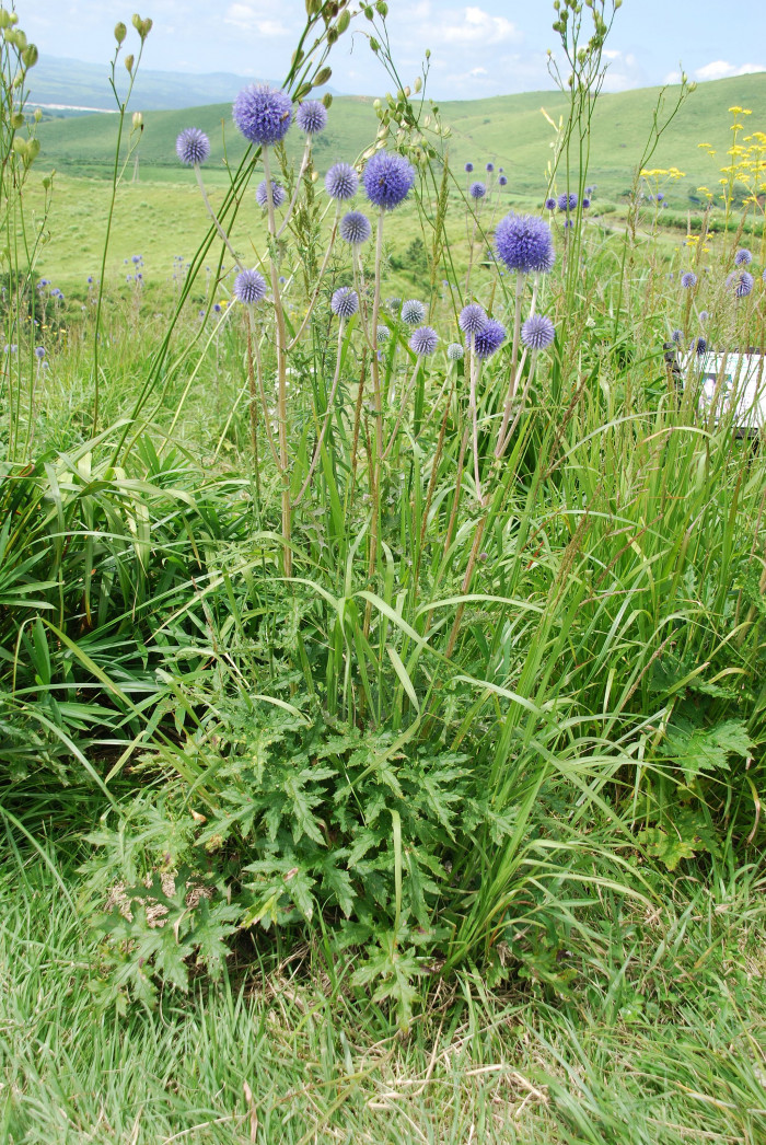 절굿대 - Echinops ritro, Echinops setifer Iljin