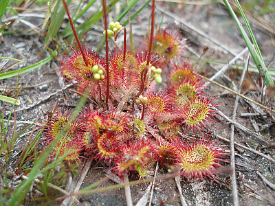 끈끈이주걱 사진 - Drosera rotundifolia L. Photos