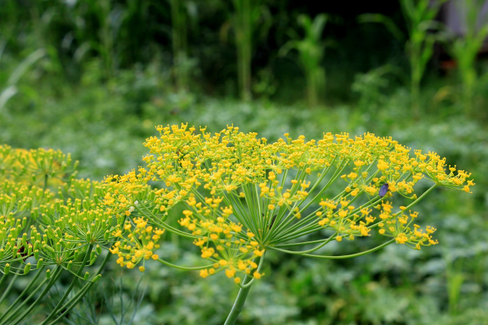 딜 - dill, Anethum graveolens