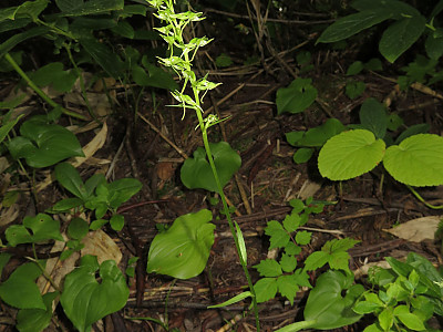 구름제비란 사진 - Platanthera ophrydioides F.Schmidt Photos