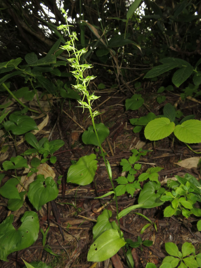 구름제비란 - Platanthera ophrydioides F.Schmidt