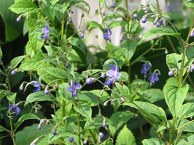 누린내풀 사진 - Caryopteris divaricata (Siebold & Zucc.) Maxim. Photos