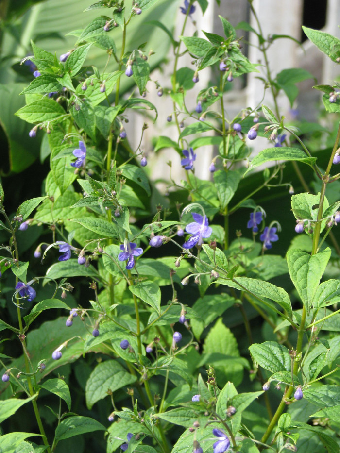 누린내풀 - Caryopteris divaricata (Siebold & Zucc.) Maxim.
