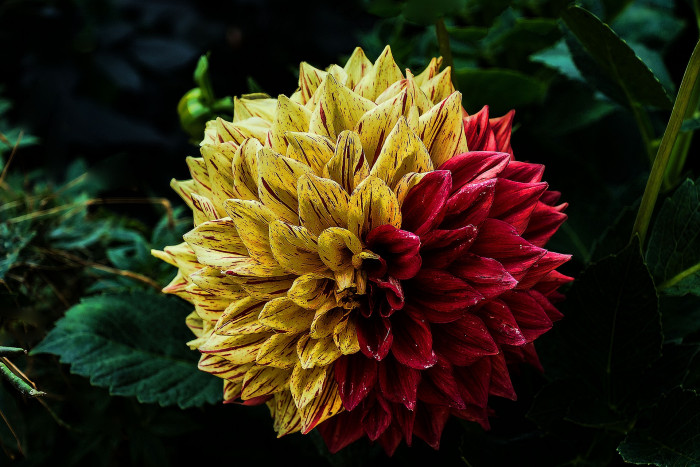다알리아 - YELLOw BAIRD, Dahlia pinnata Cav.