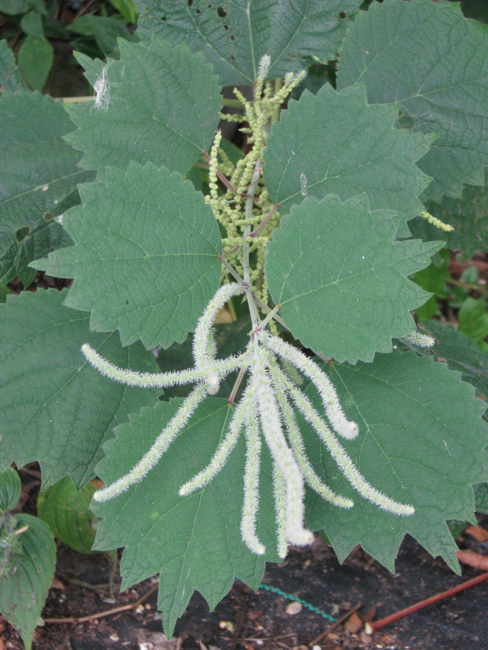 개모시풀 - Boehmeria platanifolia Franch. & Sav.
