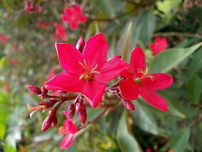 마타피아 사진 - Jatropha integerrima Photos
