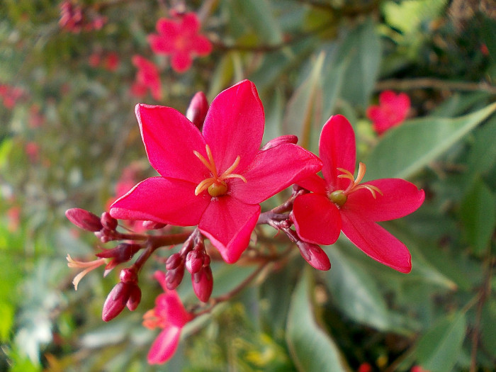 마타피아 - peregrina, Jatropha integerrima