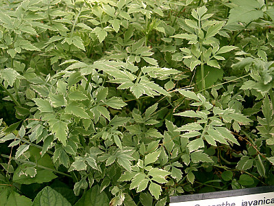 개미나리 사진 - Oenanthe javanica var. japonica (Maxim.) Honda Photos