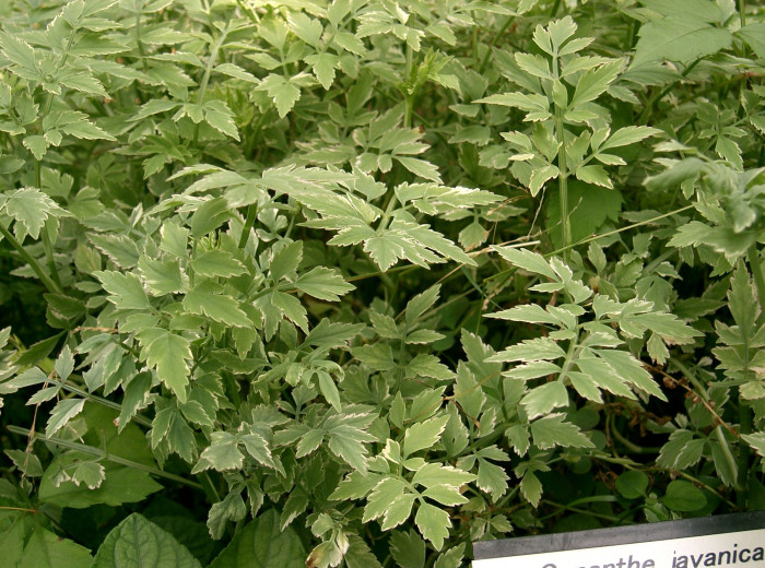 개미나리 - Oenanthe javanica var. japonica (Maxim.) Honda