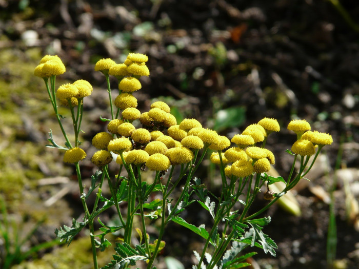 탄지 - tansy, Tanacetum vulgare