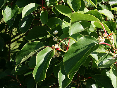 녹다래 사진 - Actinidia arguta var. rufinervis Nakai Photos