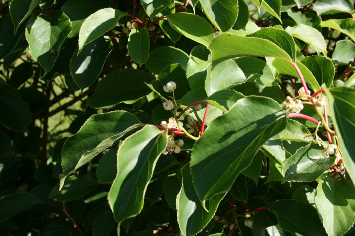 녹다래 - Actinidia arguta var. rufinervis Nakai