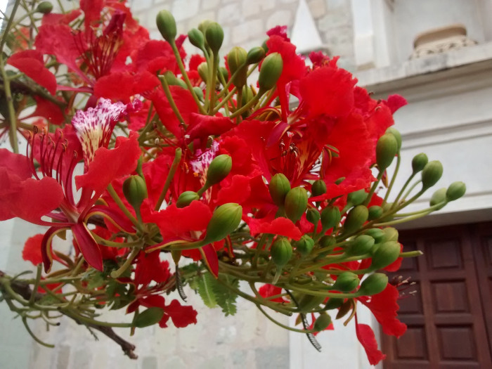 봉황목 - Flamboyant Tree, Flame Tree, Delonix regia