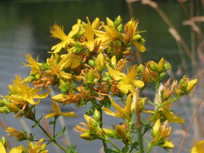 서양고추나물 - Hypericum perforatum L.
