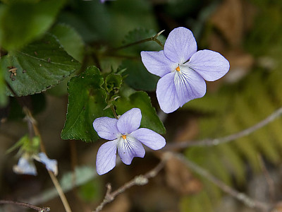 낚시제비꽃 사진 - Viola grypoceras A.Gray Photos