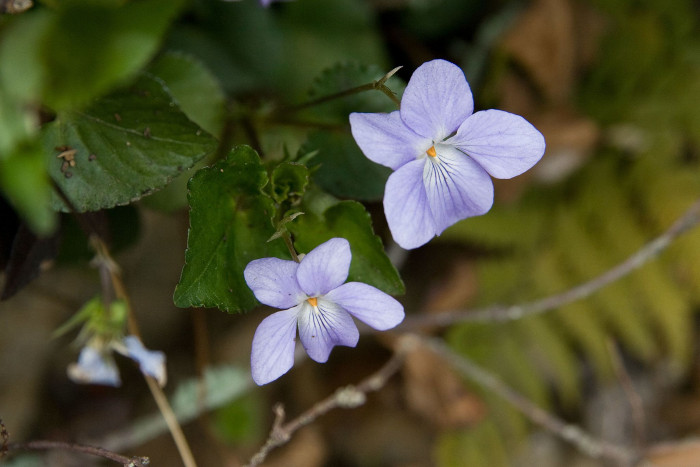 낚시제비꽃 - Viola grypoceras A.Gray