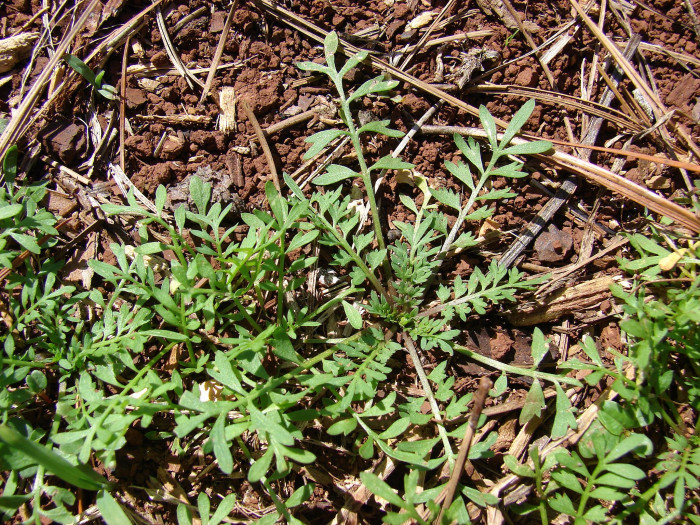 냄새냉이 - Coronopus didymus (L.) Sm.