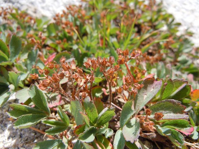 너도양지꽃 - Sibbaldia procumbens L.