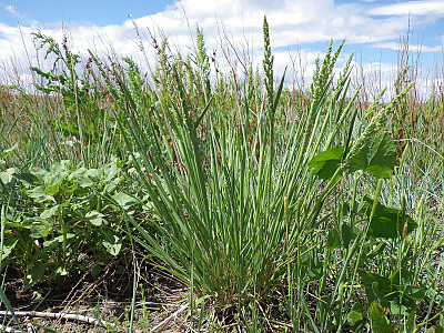 개피 사진 - Beckmannia syzigachne (Steud.) Fernald Photos