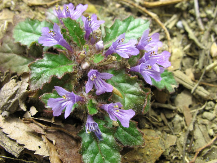 금창초 - Ajuga decumbens Thunb.
