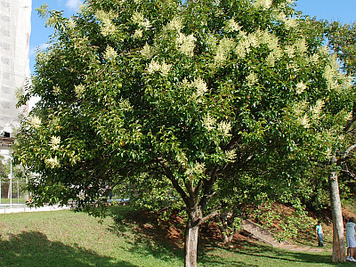 당광나무 사진 - Ligustrum lucidum Aiton Photos