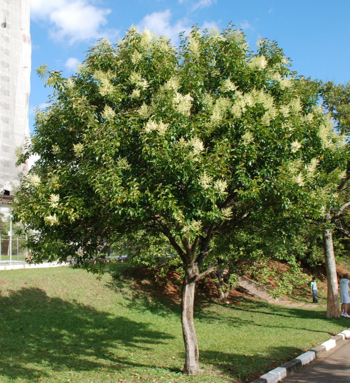 당광나무 - Chinese privet, Ligustrum lucidum Aiton