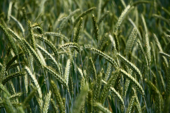 밀 - Triticum aestivum L.