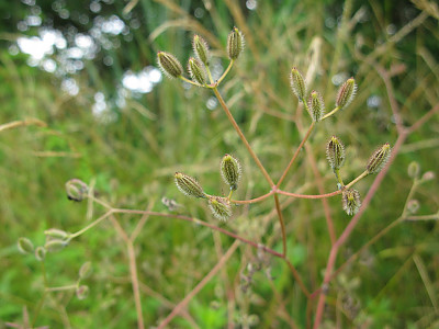 개사상자 사진 - Torilis scabra (Thunb.) DC. Photos