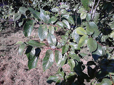 느릅나무 사진 - Ulmus davidiana var. japonica (Rehder) Nakai Photos