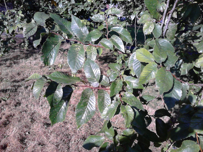 느릅나무 - Japanese Elm, Ulmus davidiana var. japonica (Rehder) Nakai
