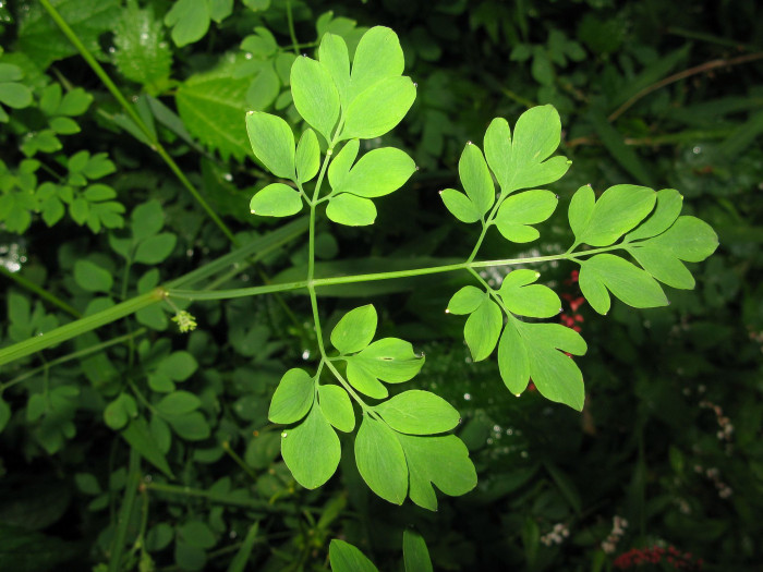 가는괴불주머니 - Corydalis raddeana Regel