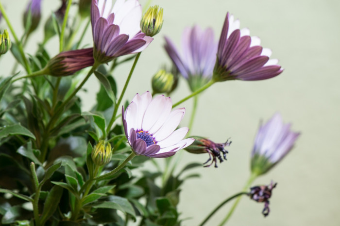 오스테오스펄멈 - Osteospermum, Osteospermum ecklonis
