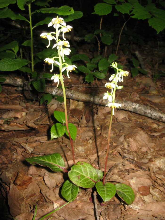 노루발 - Pyrola japonica Klenze ex Alef.