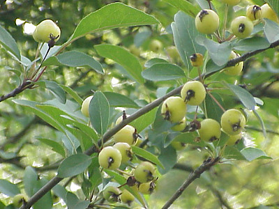 개아그배나무 사진 - Malus micromalus Makino Photos