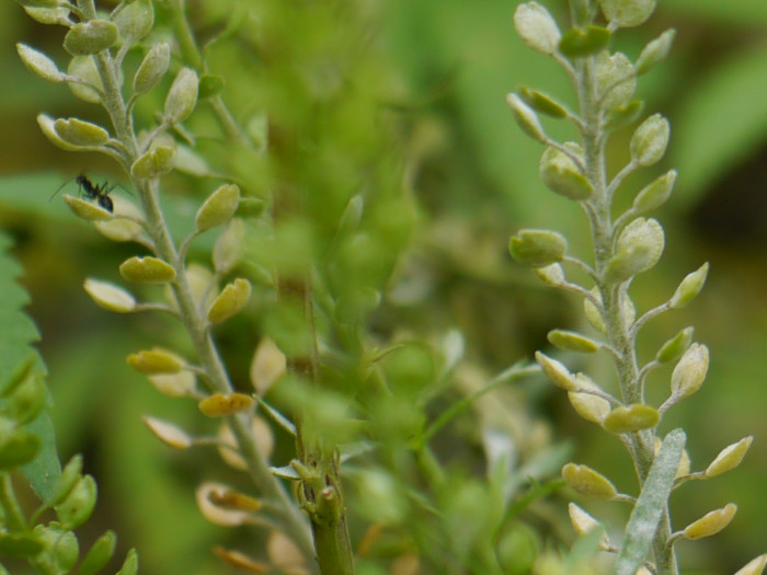 다닥냉이 - Lepidium apetalum Willd.